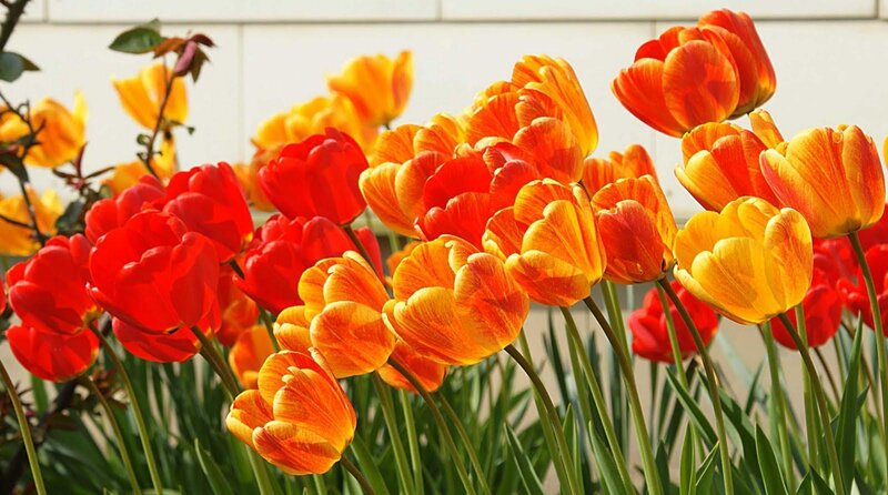 Colorful tulips in a garden