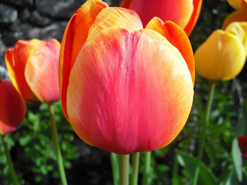 Colorful tulips in a garden