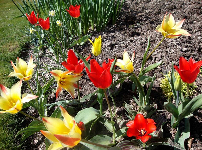 Colorful tulips in a garden