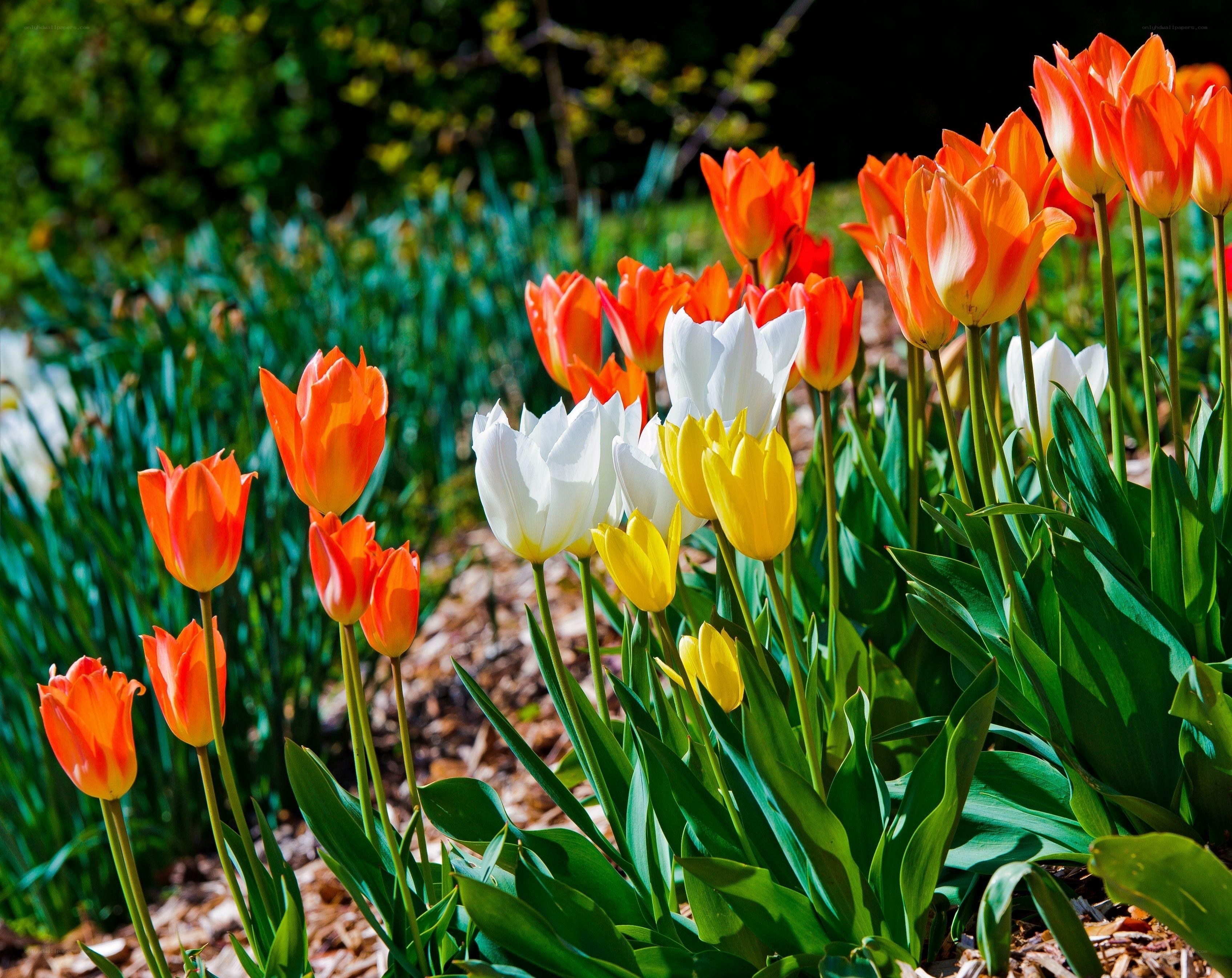 Colorful tulips in a garden