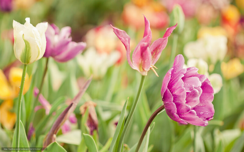 Colorful tulips in a garden