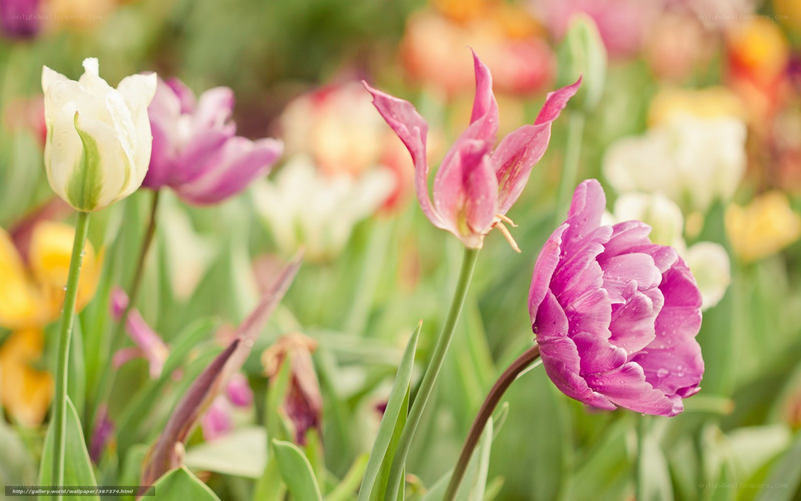 Colorful tulips in a garden
