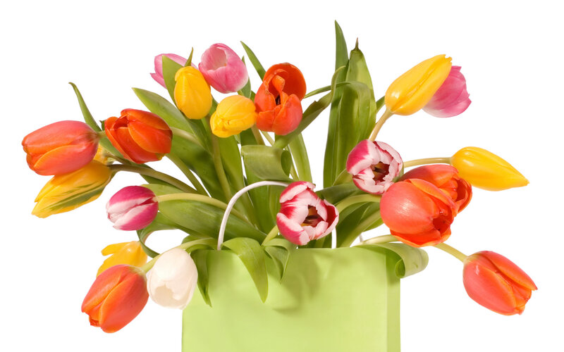 Colorful tulips in a green bag