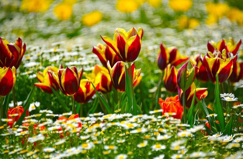 Colorful tulips in a meadow