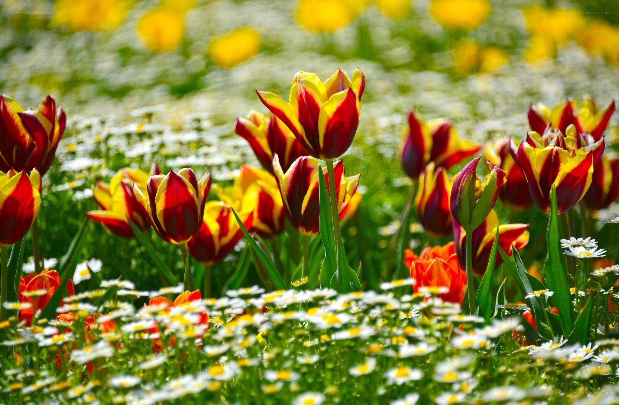 Colorful tulips in a meadow