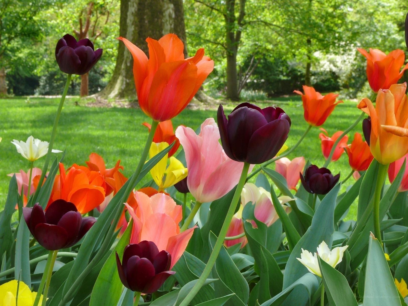 Colorful tulips in a park