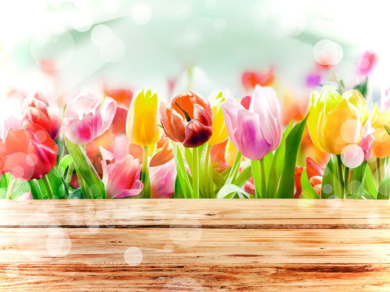 Colorful Tulips in a Row — Pink