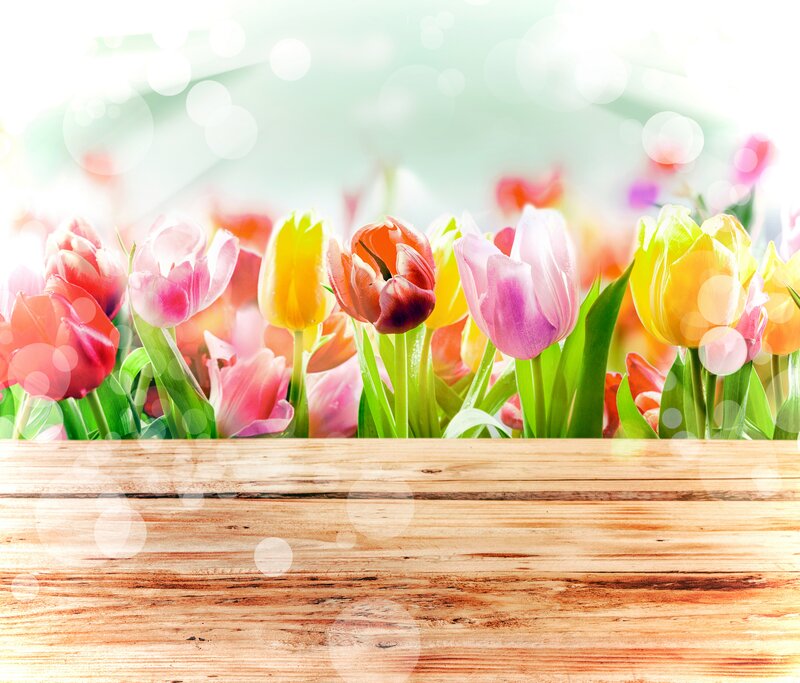 Colorful Tulips in a Row