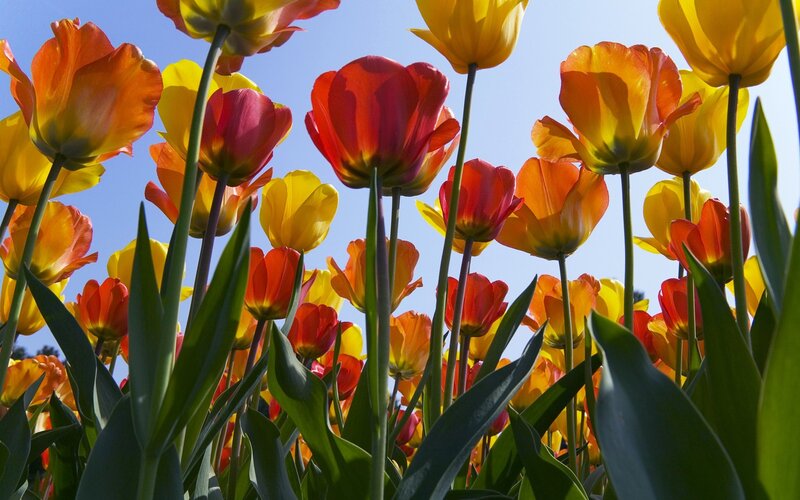 Colorful tulips in a sunny field