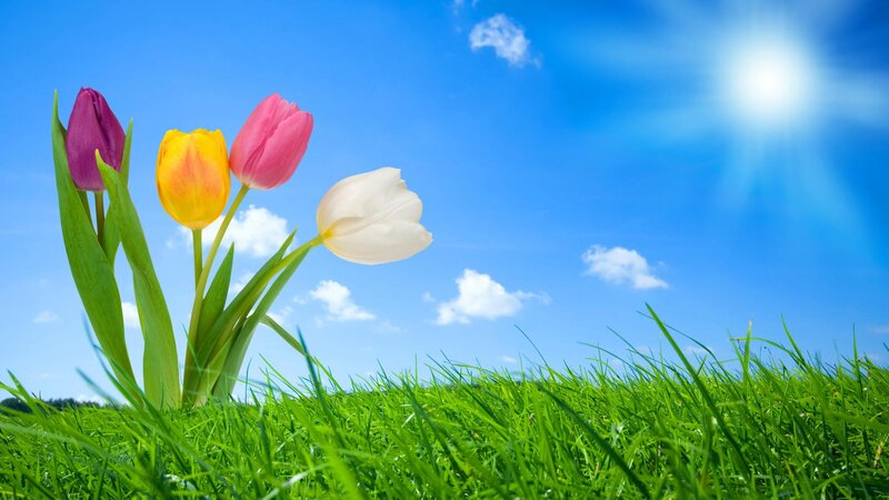 Colorful tulips in a sunny field