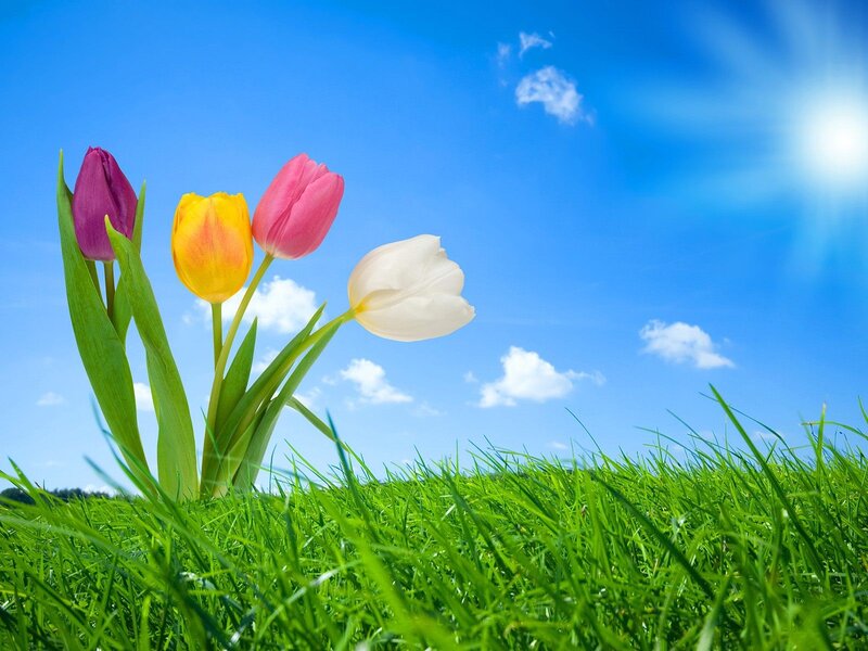 Colorful tulips in a sunny field