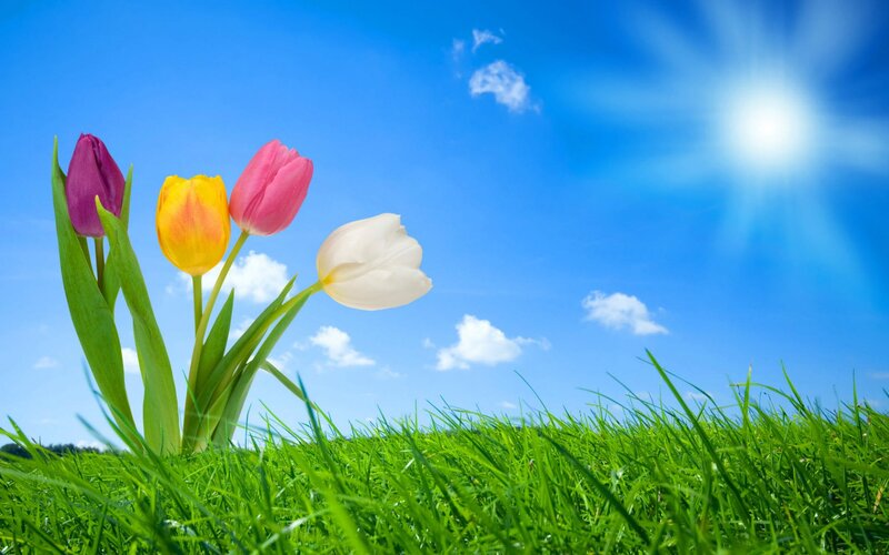 Colorful tulips in a sunny field