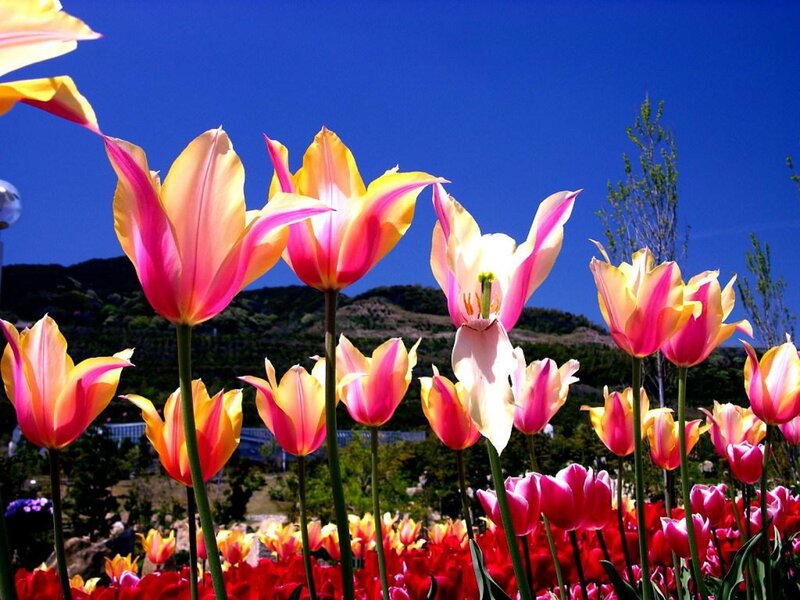 Colorful tulips in a sunny field