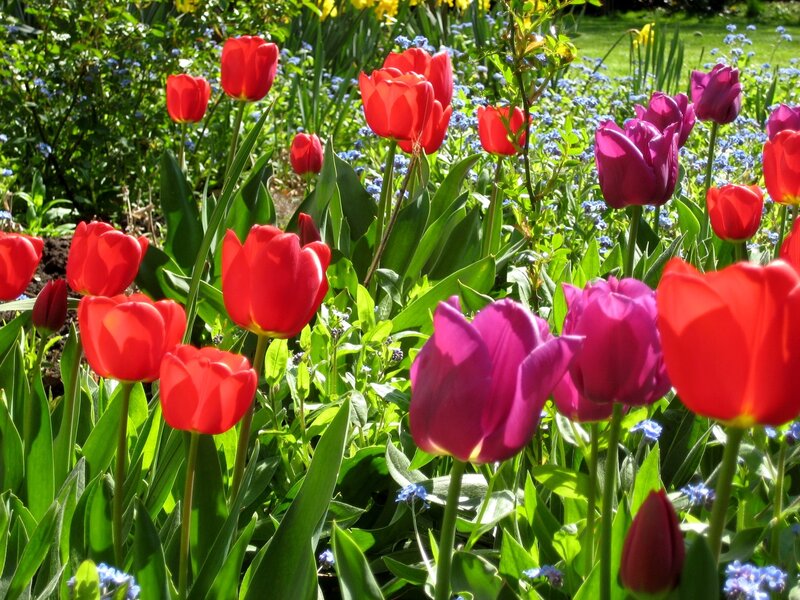 Colorful tulips in a sunny garden
