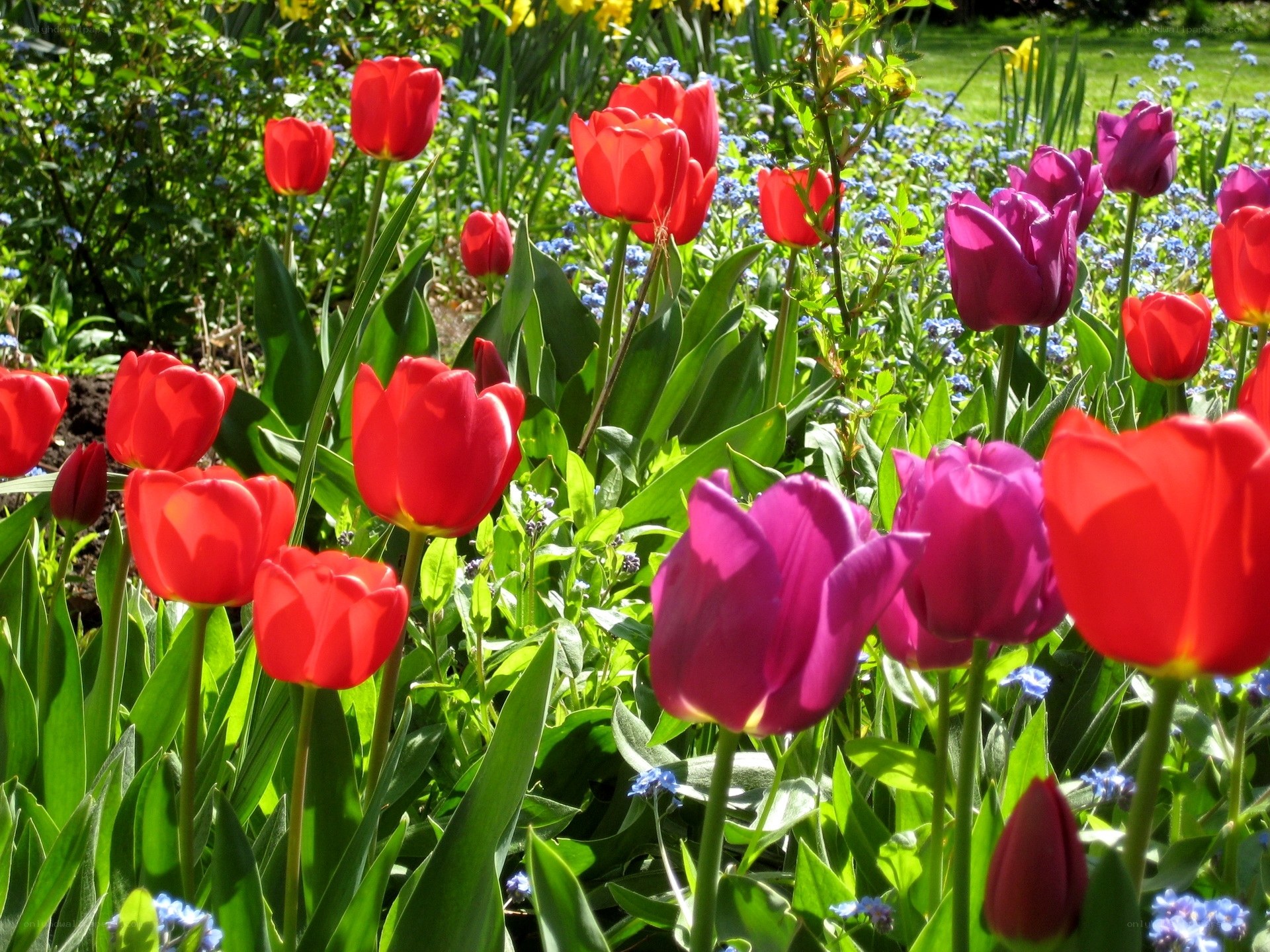 Colorful tulips in a sunny garden
