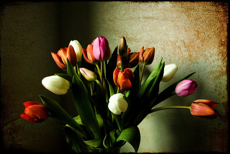 Colorful tulips in a vase