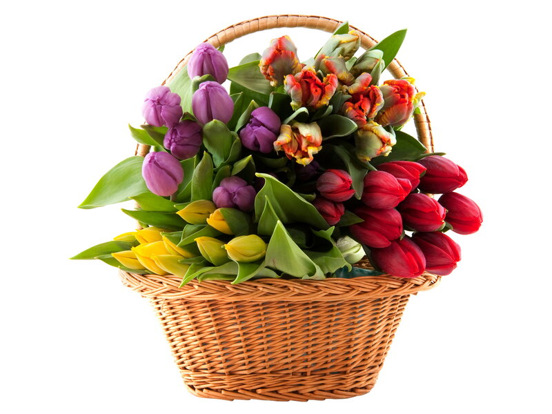 Colorful Tulips in Basket — Purple, Bright