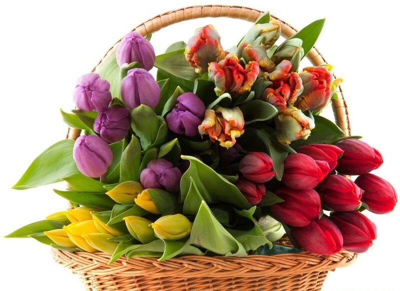 Colorful Tulips in Basket — Purple