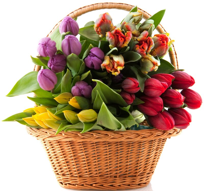 Colorful Tulips in Basket