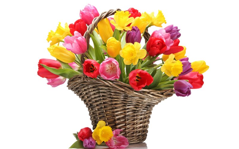 Colorful Tulips in Basket — Yellow, Bright