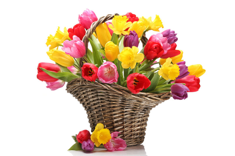 Colorful Tulips in Basket — Yellow