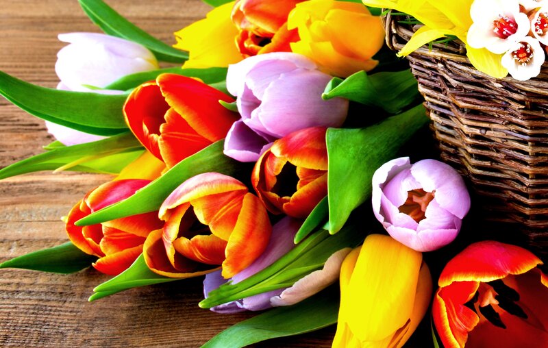 Colorful Tulips in Basket — Yellow, Vibrant