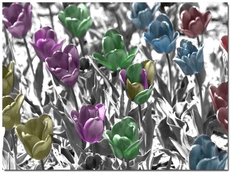Colorful tulips in black and white