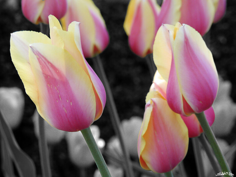 Colorful tulips in black and white