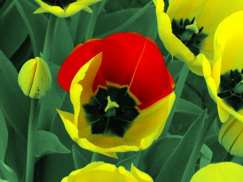 Colorful tulips in bloom