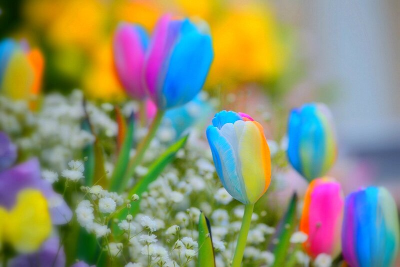 Colorful Tulips in Bloom — Blue