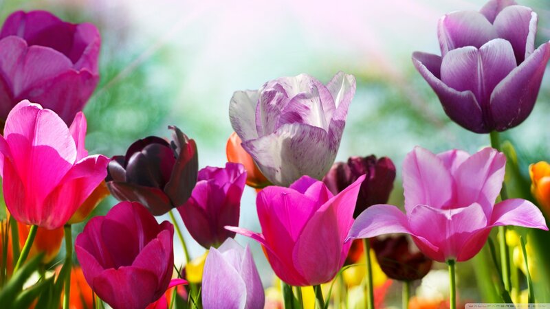 Colorful Tulips in Bloom — Pink, Bright, Spring, Photograph