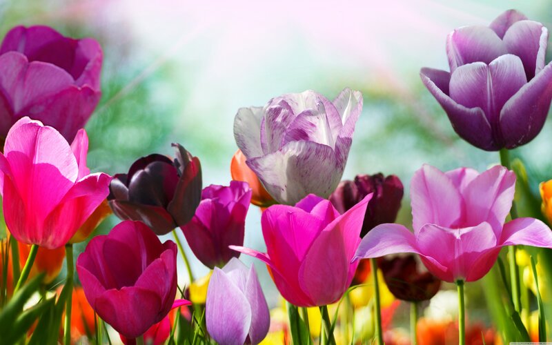 Colorful Tulips in Bloom — Pink, Bright, Spring