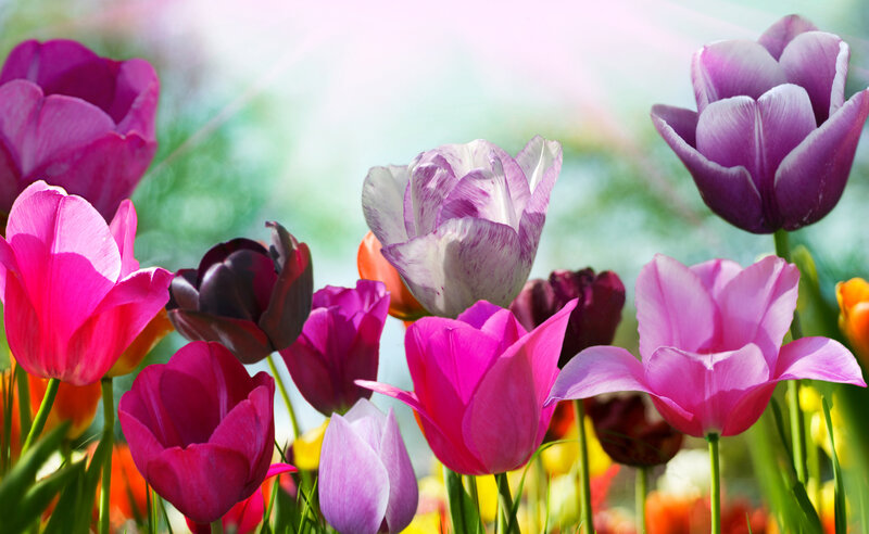 Colorful Tulips in Bloom — Pink, Bright