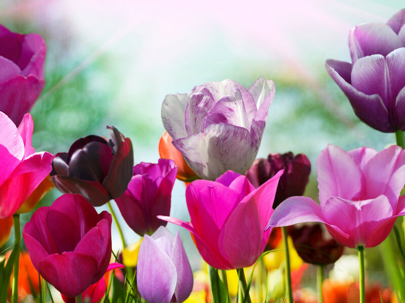 Colorful Tulips in Bloom — Pink