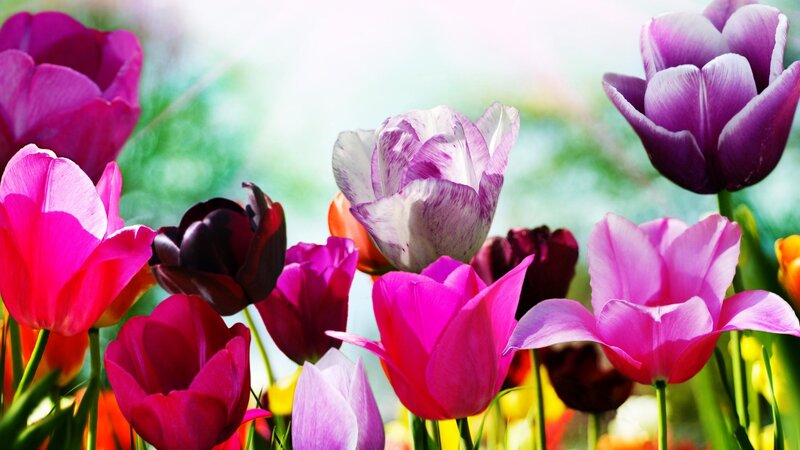 Colorful Tulips in Bloom — Pink, Vibrant