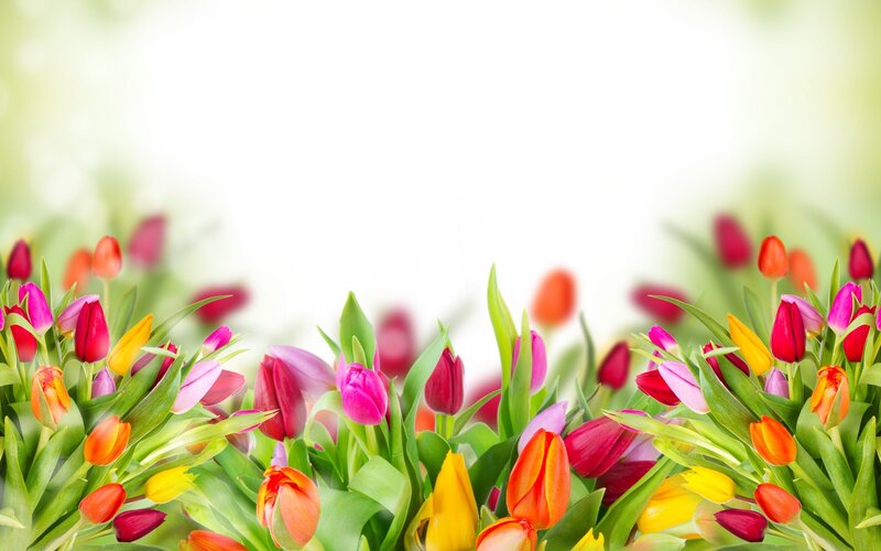 Colorful Tulips in Bloom — Red, Bright, Spring, Photograph, Flowers