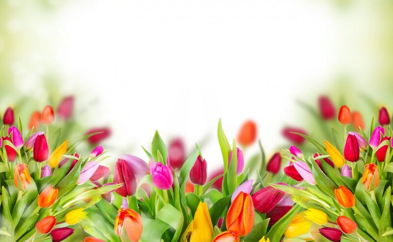 Colorful Tulips in Bloom — Red, Bright, Spring, Photograph
