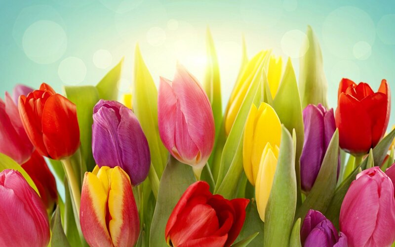 Colorful Tulips in Bloom — Red, Bright, Spring