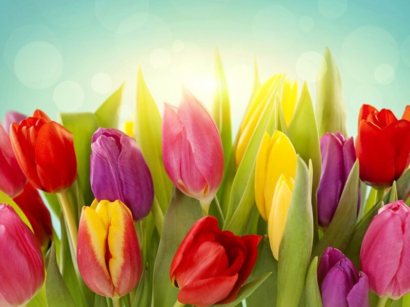 Colorful Tulips in Bloom — Red, Bright