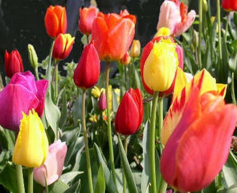 Colorful Tulips in Bloom — Red, Vibrant, Spring