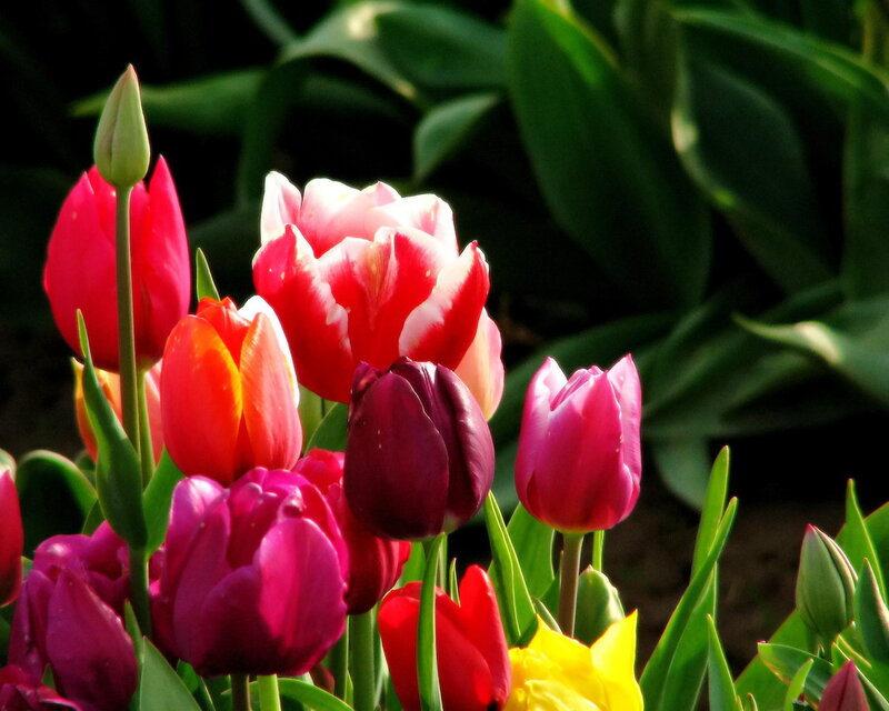 Colorful Tulips in Bloom — Red, Vibrant