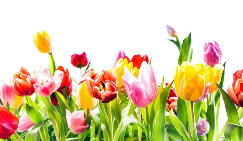 Colorful Tulips in Bloom — Yellow, Bright, Spring, Photograph