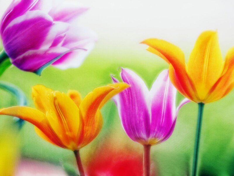 Colorful Tulips in Bloom — Yellow, Bright, Spring