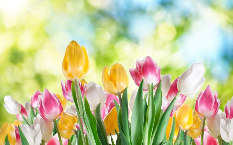 Colorful Tulips in Bloom — Yellow, Bright