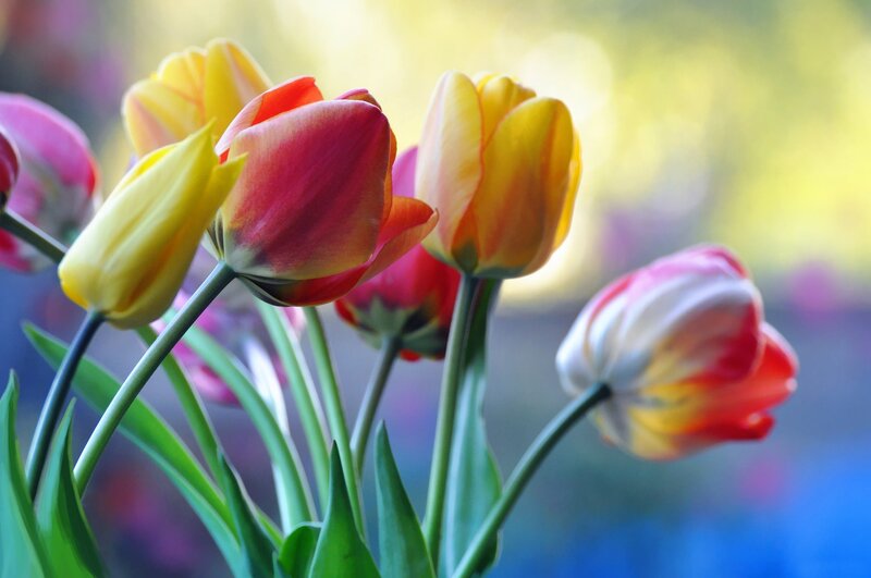 Colorful Tulips in Bloom — Yellow, Serene
