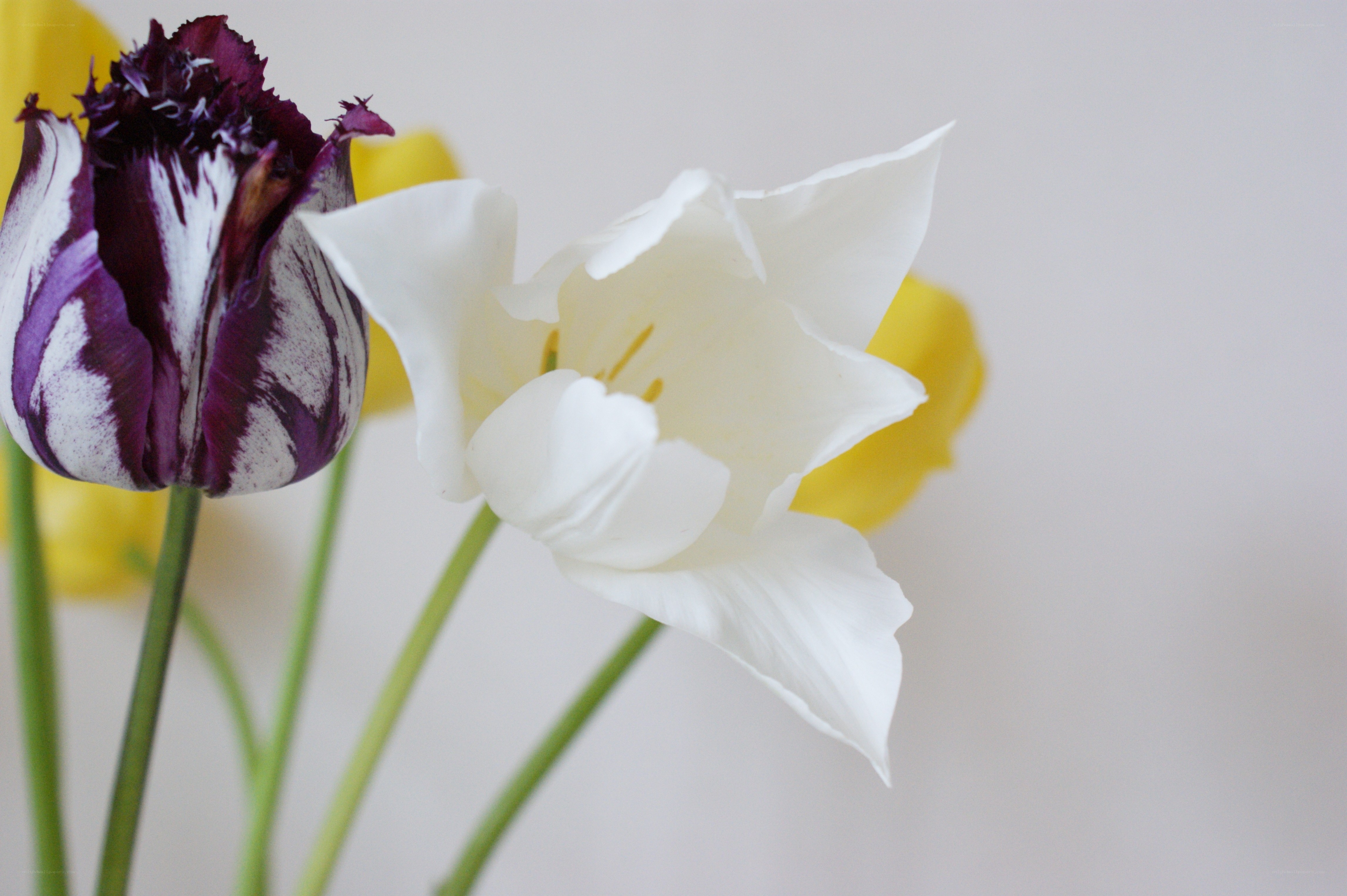 Colorful tulips in bloom