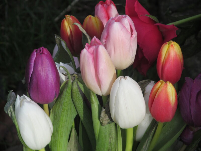 Colorful Tulips in Bouquet — Pink, Calm