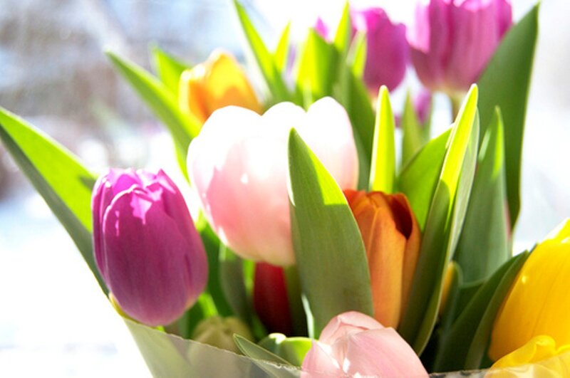 Colorful Tulips in Bouquet — Pink