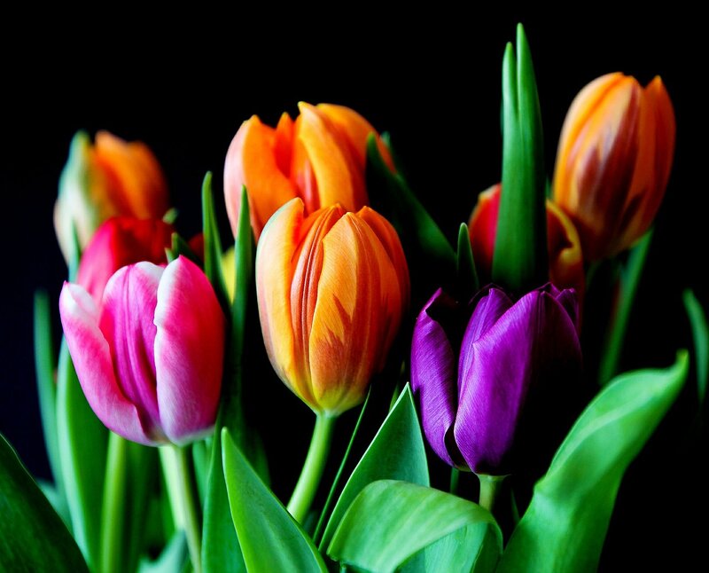 Colorful Tulips in Bouquet — Pink, Vibrant, Photograph