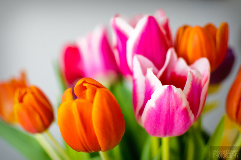 Colorful Tulips in Bouquet — Pink, Vibrant